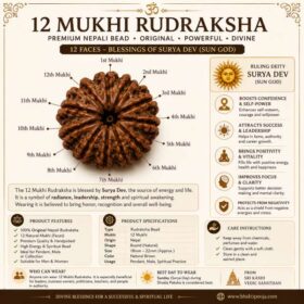 asli 12 mukhi rudraksha