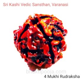 4 char mukhi rudraksha