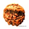 nag savar rudraksha