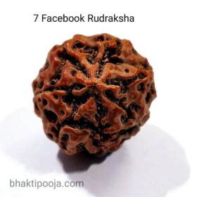 7 mukhi rudraksha big size bead