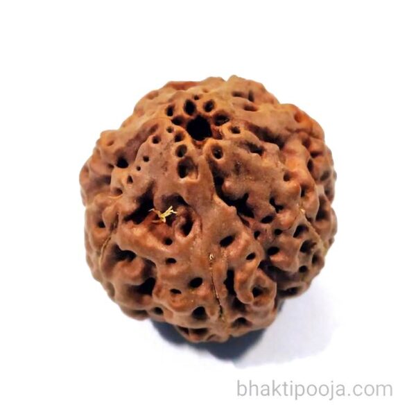 7 mukhi energized rudraksha big size bead original from kashi