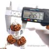 big size nepal rudraksha silver cap mala in knotted in silver wire Rudraksha kantha