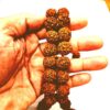 Smallest Super Fine Nepal Rudraksha beads Kantha 54 beads ( 14mm )