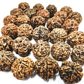 Biggest size nepali rudraksha with natural hole