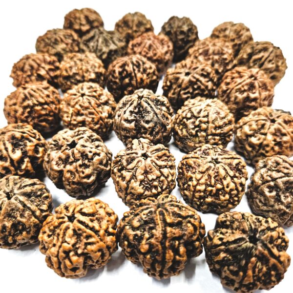 Biggest size nepali rudraksha with natural hole