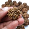 Biggest size nepali rudraksha with natural hole