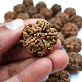 Biggest size nepali rudraksha with natural hole
