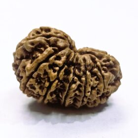 12 Mukhi Rudraksha, Gauri Shankar Rudraksha Nepal, Original Nepali Rudraksha