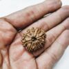 Rudraksha for Courage