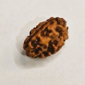2 Mukhi Rudraksha