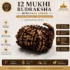 12 Mukhi Rudraksha with Naag Sawar – Original Nepali Bead | Energized by Sri Kashi Vedic Sansthan