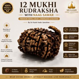 12 Mukhi Rudraksha with Naag Sawar – Original Nepali Bead | Energized by Sri Kashi Vedic Sansthan