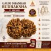 12 Mukhi Rudraksha, Gauri Shankar Rudraksha Nepal, Original Nepali Rudraksha