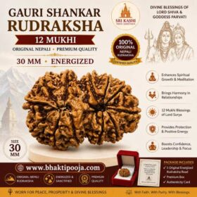 12 Mukhi Rudraksha, Gauri Shankar Rudraksha Nepal, Original Nepali Rudraksha