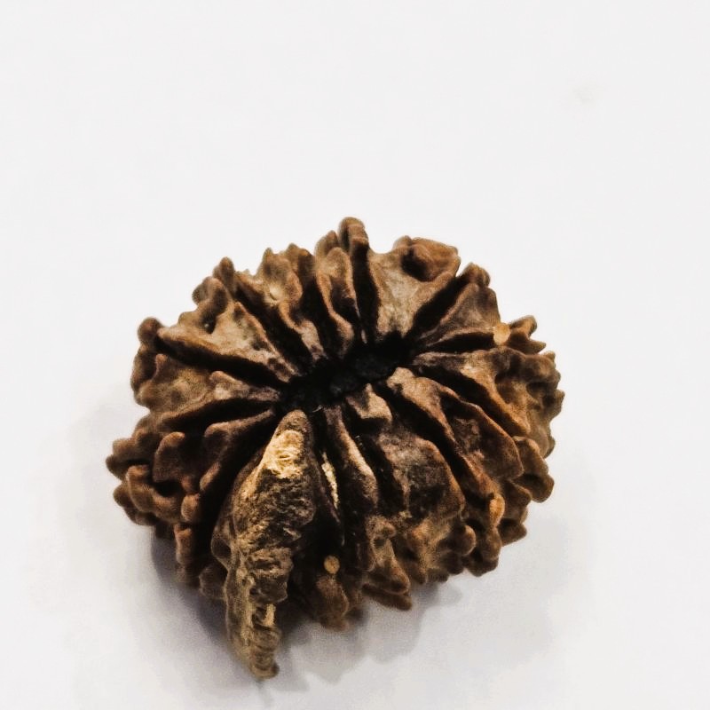 12 Mukhi Rudraksha with Naag Sawar – Original Nepali Bead | Energized by Sri Kashi Vedic Sansthan