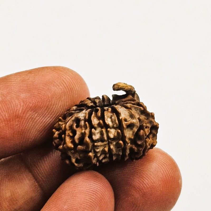12 Mukhi Rudraksha with Naag Sawar – Original Nepali Bead | Energized by Sri Kashi Vedic Sansthan