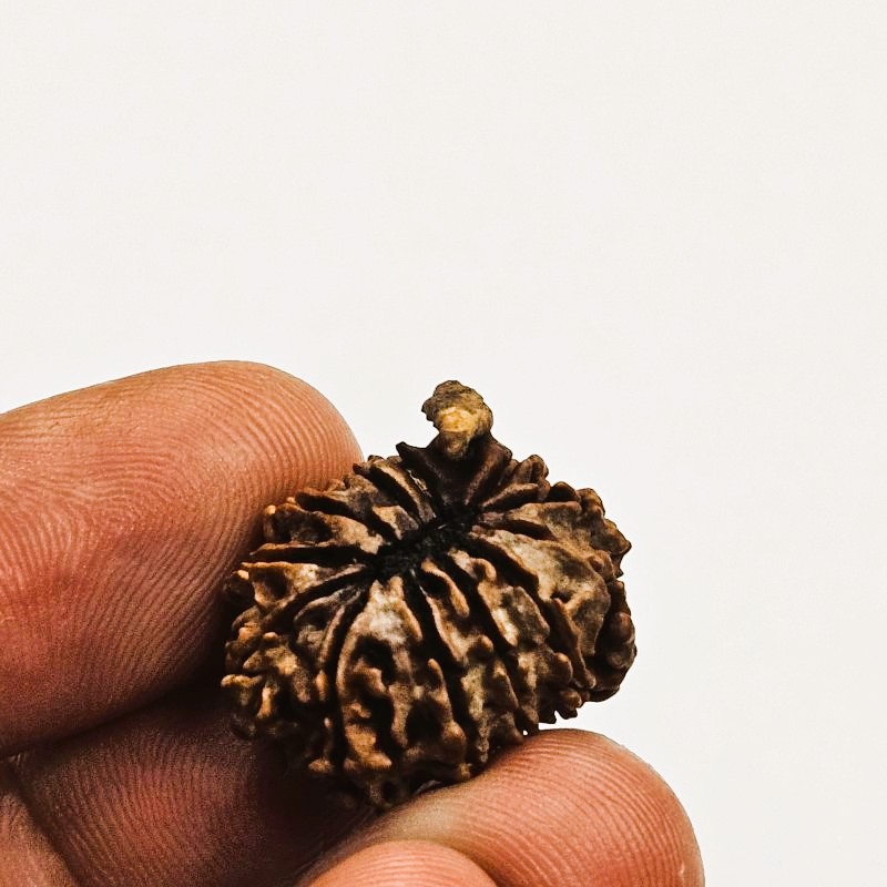 12 Mukhi Rudraksha with Naag Sawar – Original Nepali Bead | Energized by Sri Kashi Vedic Sansthan