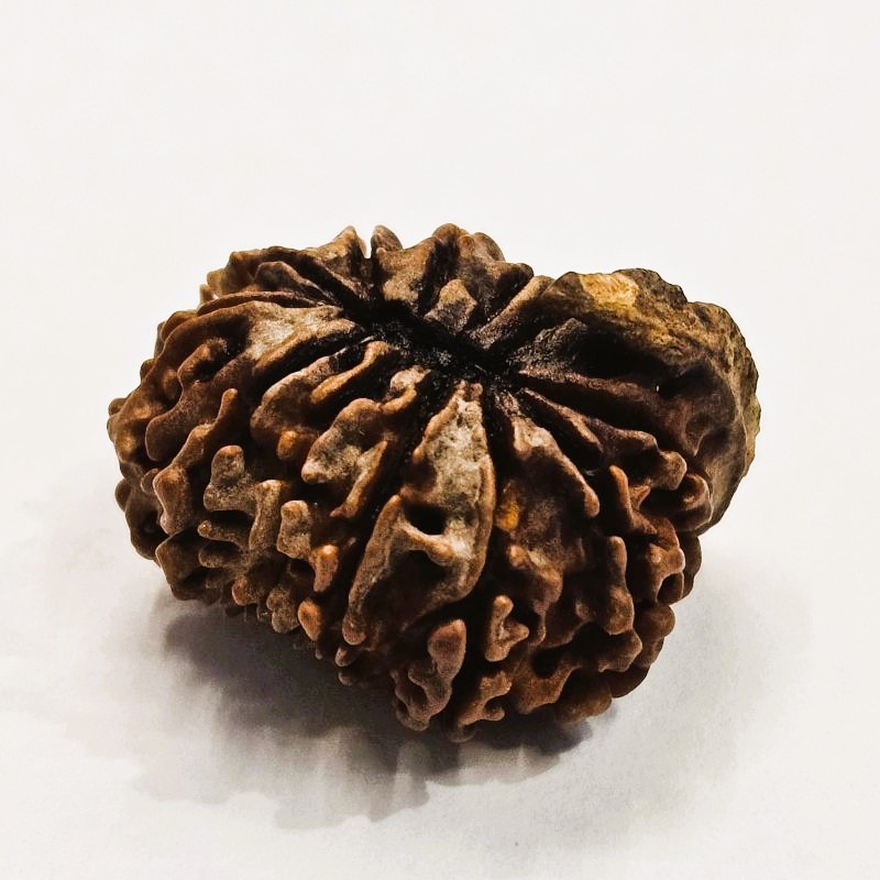 12 Mukhi Rudraksha with Naag Sawar – Original Nepali Bead | Energized by Sri Kashi Vedic Sansthan