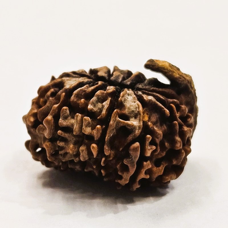 12 Mukhi Rudraksha with Naag Sawar – Original Nepali Bead | Energized by Sri Kashi Vedic Sansthan