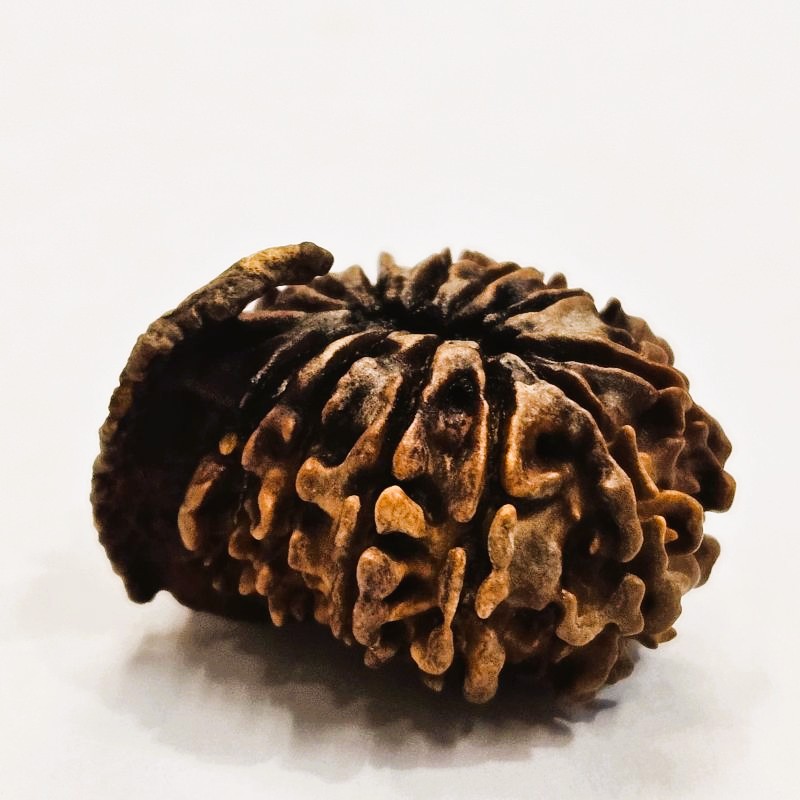 12 Mukhi Rudraksha with Naag Sawar – Original Nepali Bead | Energized by Sri Kashi Vedic Sansthan