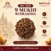 9 Mukhi Rudraksha, 9 Mukhi Rudraksha 30mm, Big Size 9 Mukhi Rudraksha, Indonesian 9 Mukhi Rudraksha, 9 Face Rudraksha Bead, Nine Mukhi Rudraksha, 9 Mukhi Rudraksha Collector Bead, Large Rudraksha Bead, Rare Rudraksha Collector Piece, Goddess Durga Rudraksha, Nav Mukhi Rudraksha, 9 Mukhi Rudraksha Original, Natural Rudraksha Bead, Rudraksha for Spiritual Worship, Rudraksha for Pooja, Rudraksha Collection, Rudraksha Beads Online India, Buy 9 Mukhi Rudraksha Online, Sri Kashi Vedic Sansthan, Bhakti Pooja, www.bhaktipooja.com.